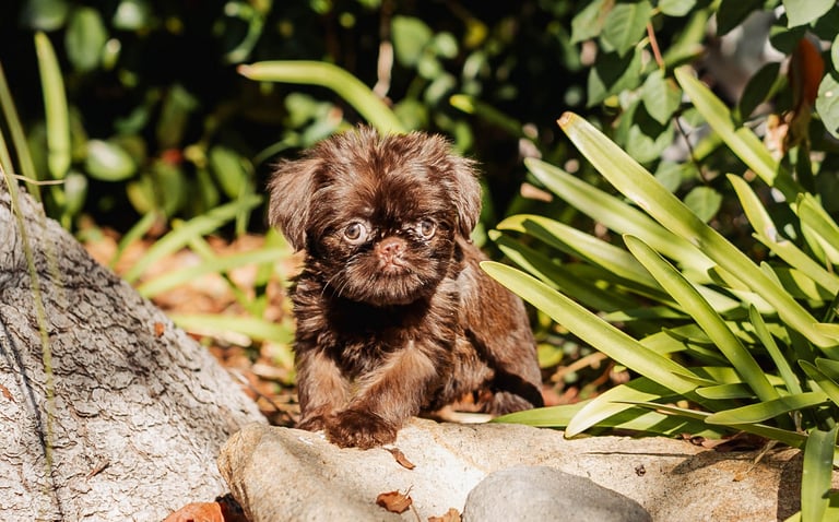 Small brown dog with fluffy coat standing on a rock with green foliage in background