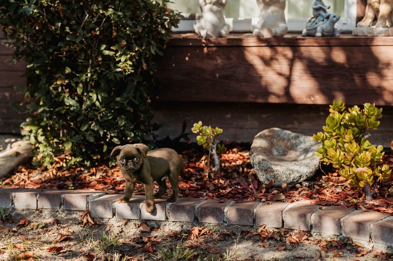 Small dog standing in a garden bed with mulch, plants, and concrete edging near a wooden fence and house