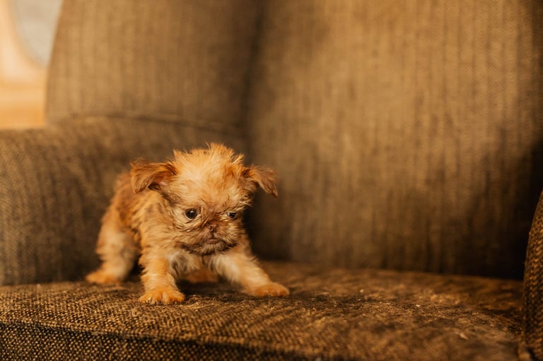 Small fluffy reddish-brown puppy sitting on a brown upholstered couch, looking at the camera