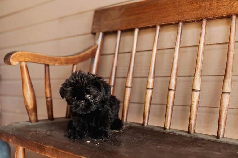 Small black fluffy dog sitting on a wooden chair with a spindle back