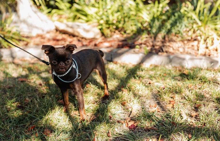 Small brown and black dog wearing a chain collar standing on grass in a yard